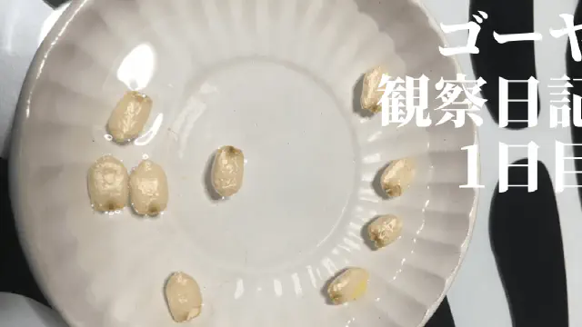 【水耕栽培】ゴーヤの観察日記(1日目)