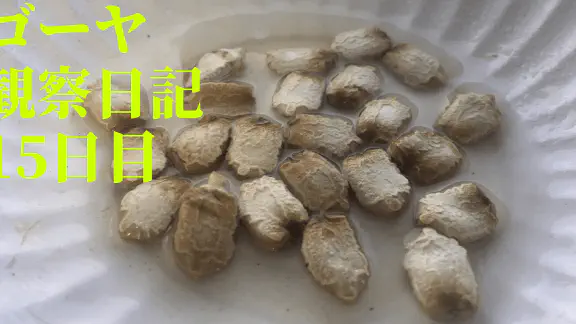 【水耕栽培】ゴーヤの観察日記(15日目)