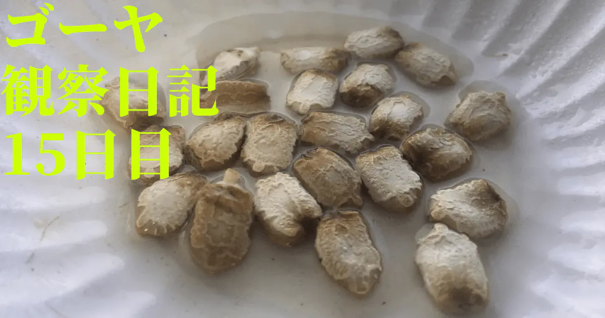 【水耕栽培】ゴーヤの観察日記(15日目)