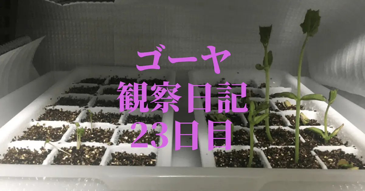 【水耕栽培23日目】ゴーヤ観察日記：土に植え替えて驚きの急成長！