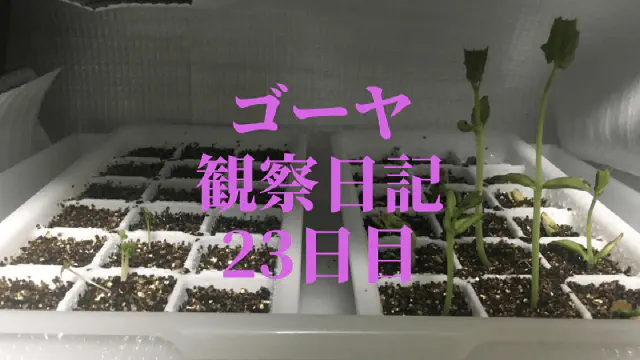 【水耕栽培23日目】ゴーヤ観察日記：土に植え替えて驚きの急成長！