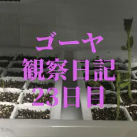 【水耕栽培23日目】ゴーヤ観察日記：土に植え替えて驚きの急成長！