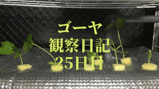 【水耕栽培25日目】ゴーヤ観察日記：水耕栽培装置への植え替えと根の成長