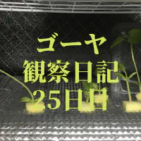 【水耕栽培25日目】ゴーヤ観察日記：水耕栽培装置への植え替えと根の成長