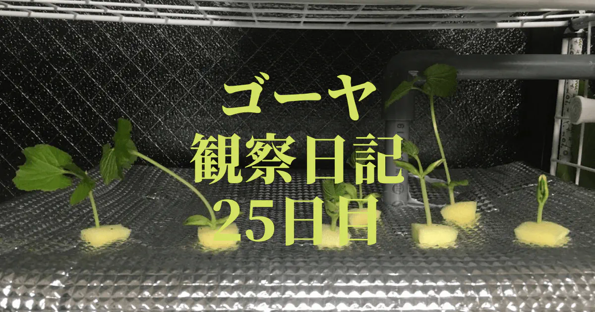 【水耕栽培25日目】ゴーヤ観察日記：水耕栽培装置への植え替えと根の成長