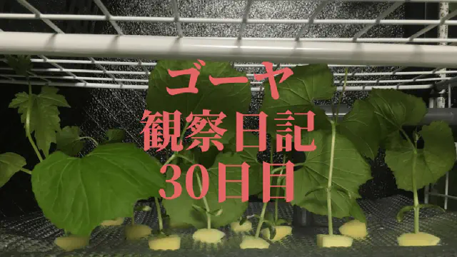 【水耕栽培30日目】ゴーヤ観察日記：葉が急成長！日々の記録と栽培の秘訣