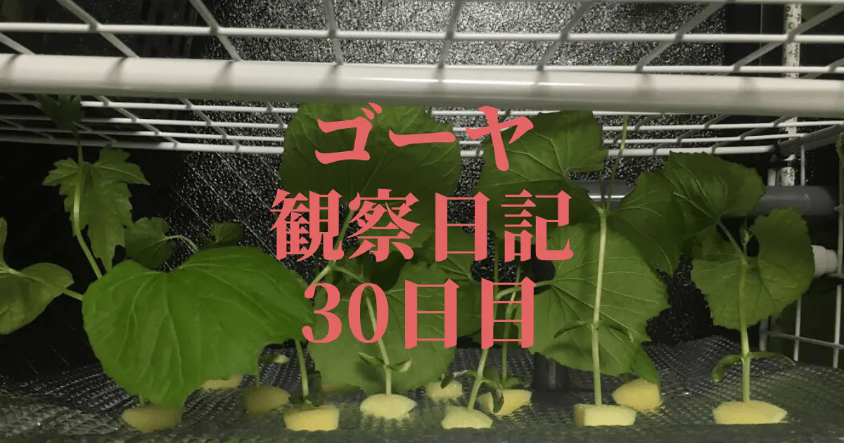 【水耕栽培30日目】ゴーヤ観察日記：葉が急成長！日々の記録と栽培の秘訣