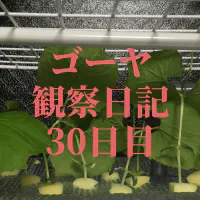 【水耕栽培30日目】ゴーヤ観察日記：葉が急成長！日々の記録と栽培の秘訣