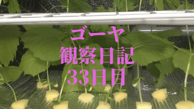 【水耕栽培33日目】ゴーヤ観察日記：100均ネットでぶどう園化計画！