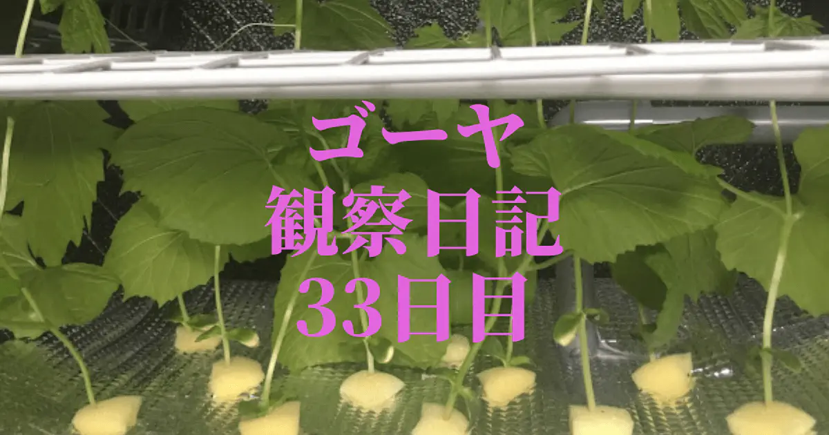 【水耕栽培33日目】ゴーヤ観察日記：100均ネットでぶどう園化計画！