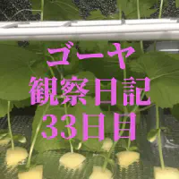 【水耕栽培33日目】ゴーヤ観察日記：100均ネットでぶどう園化計画！