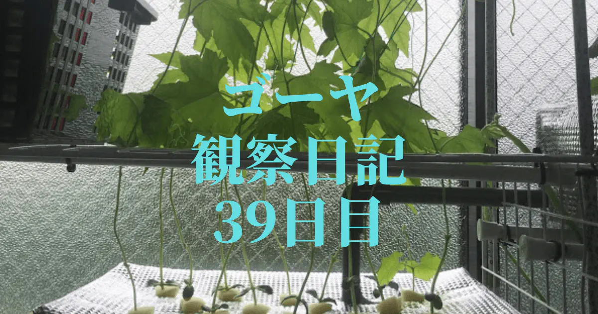 【水耕栽培39日目】ゴーヤがネットに絡まり順調に成長！日々の記録と栽培のコツ