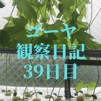 【水耕栽培39日目】ゴーヤがネットに絡まり順調に成長！日々の記録と栽培のコツ