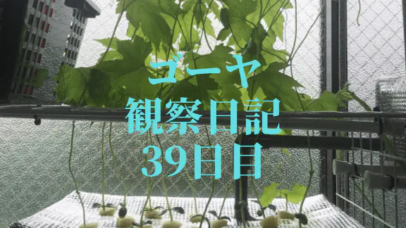 【水耕栽培39日目】ゴーヤがネットに絡まり順調に成長！日々の記録と栽培のコツ