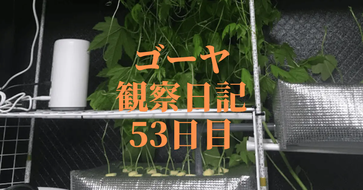 【水耕栽培】ゴーヤ観察日記：53日目で天井に到達！驚異の成長記録