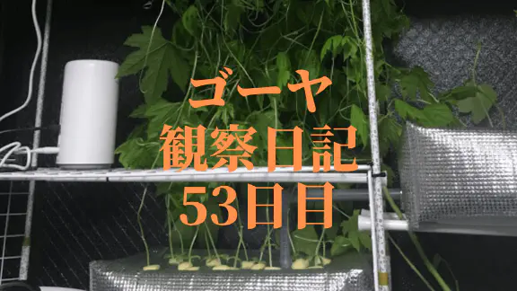 【水耕栽培】ゴーヤ観察日記：53日目で天井に到達！驚異の成長記録