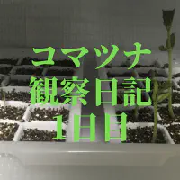 【水耕栽培】コマツナの観察日記(1日目)