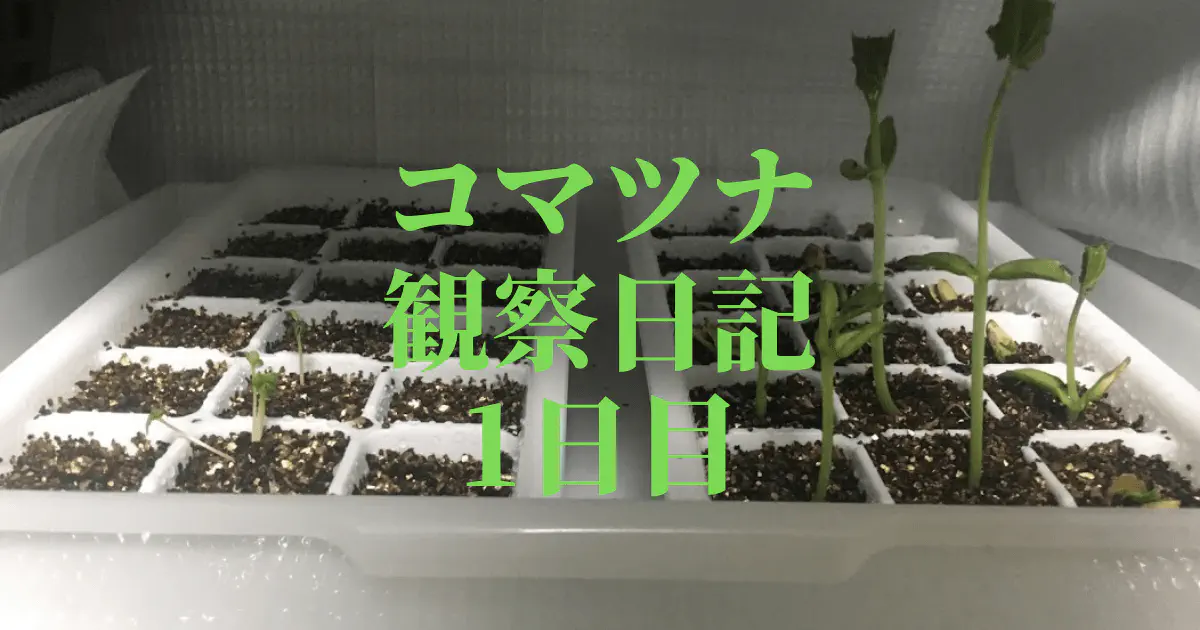 【水耕栽培】コマツナの観察日記(1日目)