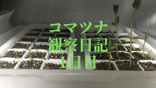【水耕栽培】コマツナの観察日記(1日目)