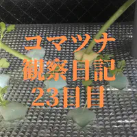 【水耕栽培】コマツナ観察日記：23日目で定植！根の張りが成長の鍵