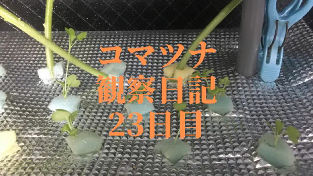 【水耕栽培】コマツナ観察日記：23日目で定植！根の張りが成長の鍵