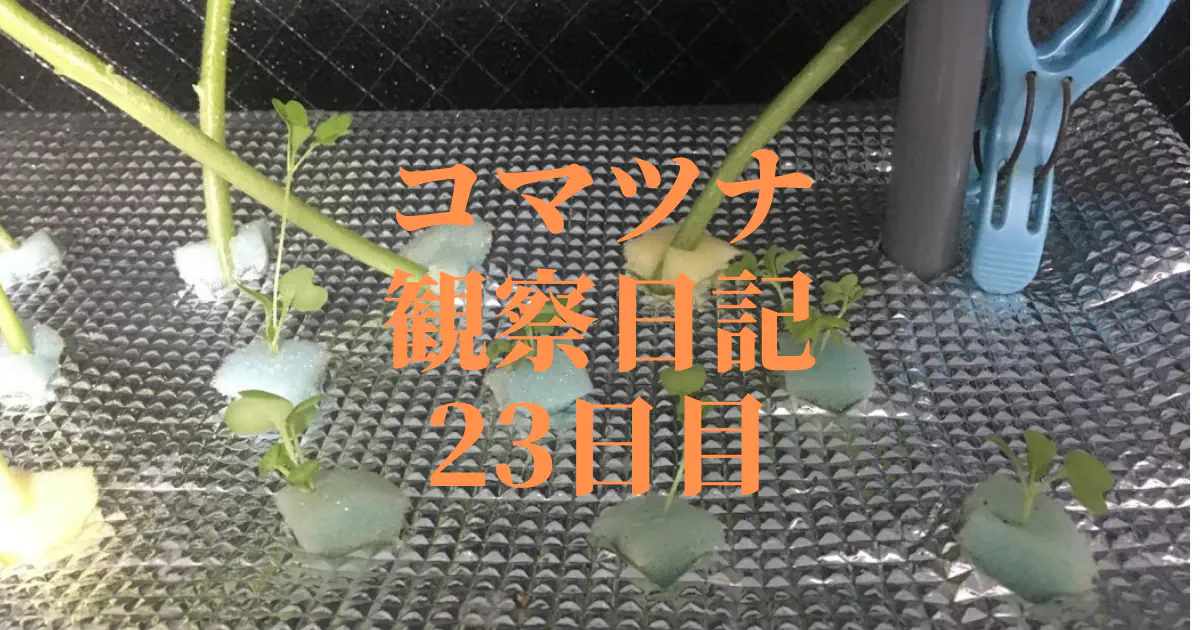 【水耕栽培】コマツナ観察日記：23日目で定植！根の張りが成長の鍵