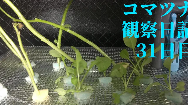 【水耕栽培】コマツナ観察日記：31日目で順調に生育！成長の秘訣と今後の展望