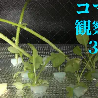 【水耕栽培】コマツナ観察日記：31日目で順調に生育！成長の秘訣と今後の展望