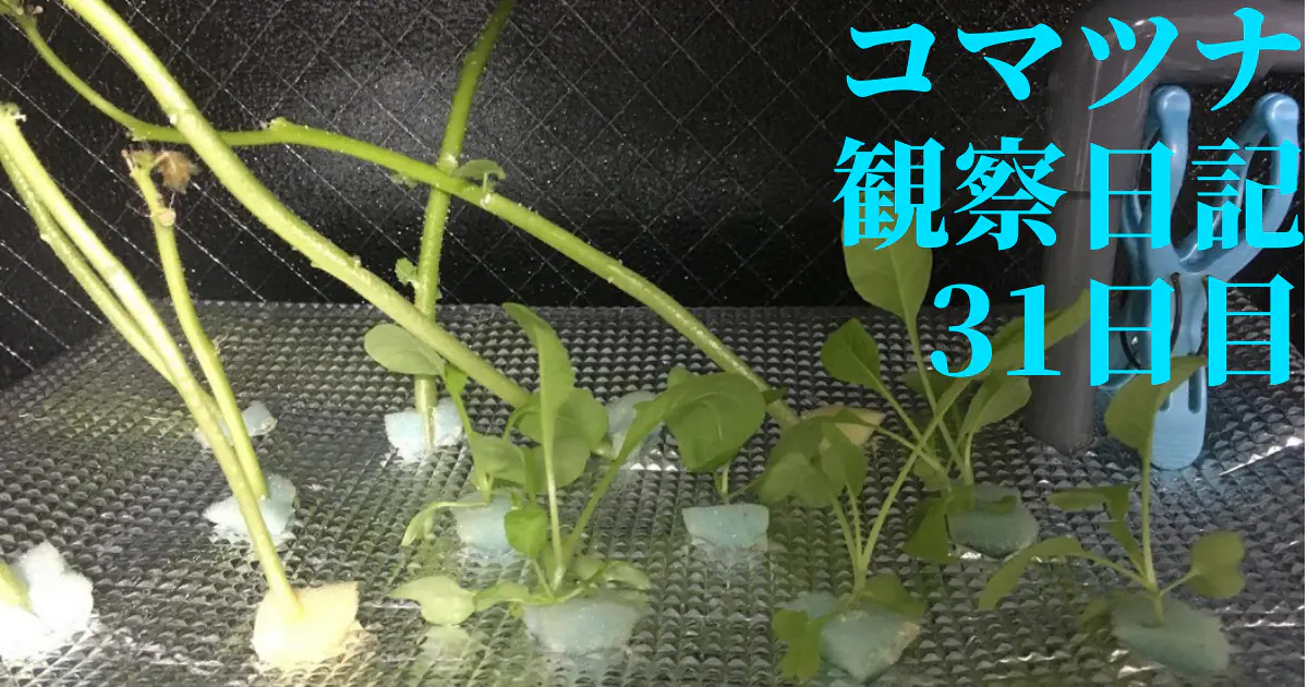 【水耕栽培】コマツナ観察日記：31日目で順調に生育！成長の秘訣と今後の展望
