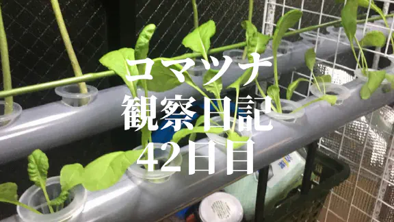 【水耕栽培】コマツナ観察日記：42日目でシステム移行！まるで植物工場？！