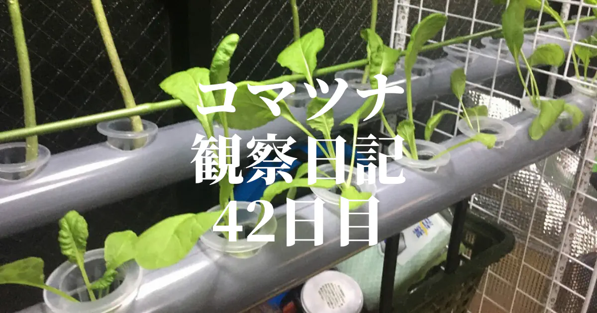 【水耕栽培】コマツナ観察日記：42日目でシステム移行！まるで植物工場？！
