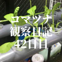 【水耕栽培】コマツナ観察日記：42日目でシステム移行！まるで植物工場？！