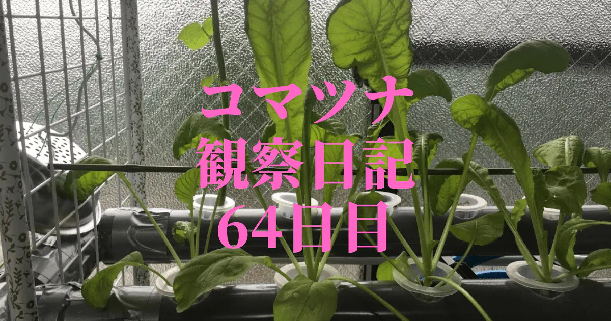 【水耕栽培】コマツナ観察日記：64日目でついに収穫！成長の記録と次へのステップ