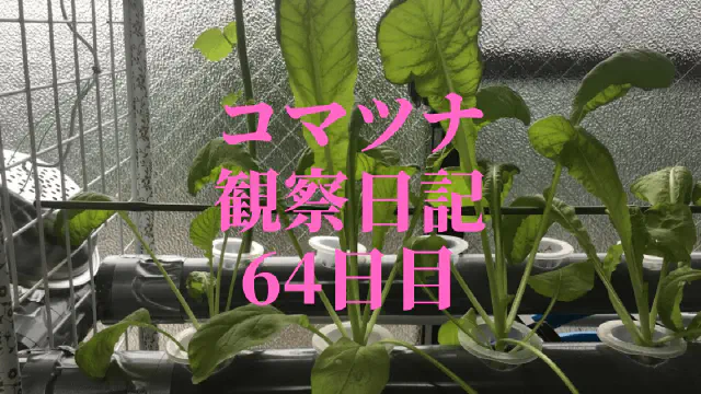 【水耕栽培】コマツナ観察日記：64日目でついに収穫！成長の記録と次へのステップ
