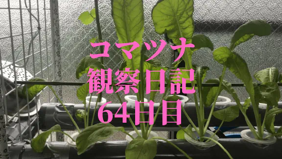 【水耕栽培】コマツナ観察日記：64日目でついに収穫！成長の記録と次へのステップ