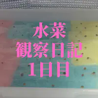 【水耕栽培】ミズナの観察日記(1日目)