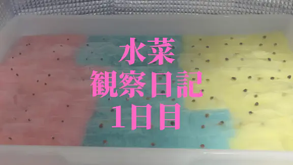 【水耕栽培】ミズナの観察日記(1日目)