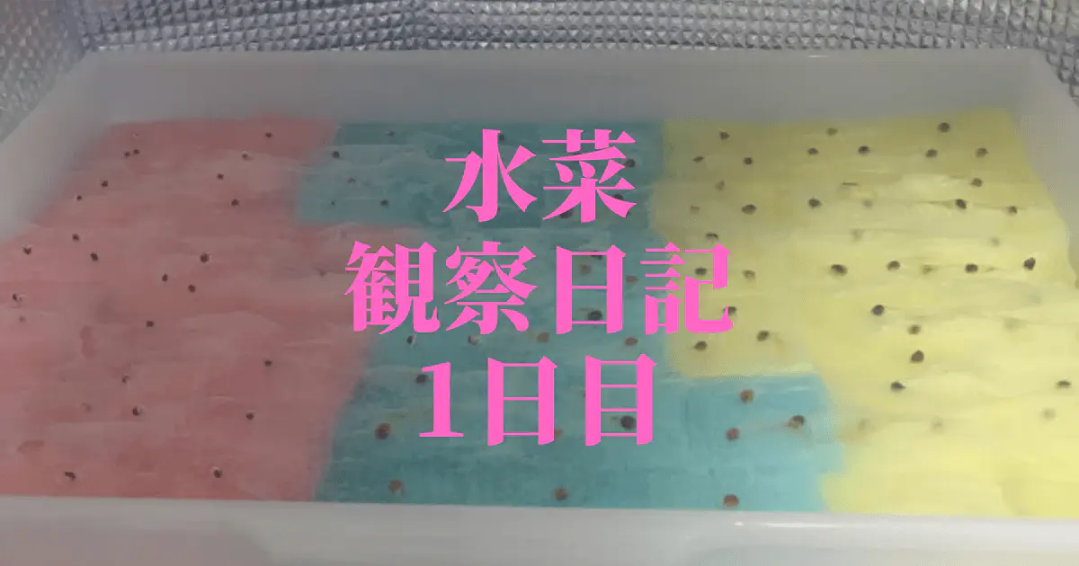【水耕栽培】ミズナの観察日記(1日目)