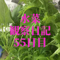 【水耕栽培】ミズナの観察日記(55日目) 2回目の収穫！
