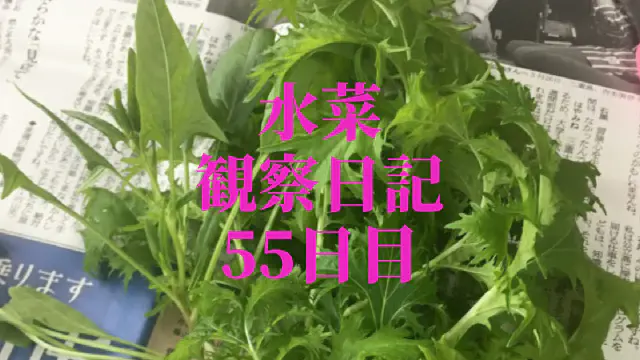 【水耕栽培】ミズナの観察日記(55日目) 2回目の収穫！
