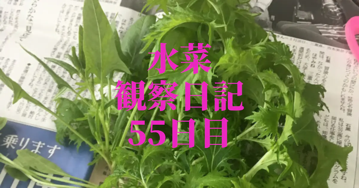 【水耕栽培】ミズナの観察日記(55日目) 2回目の収穫！