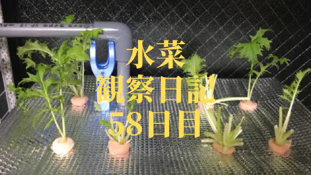 【水耕栽培】ミズナの観察日記(58日目)