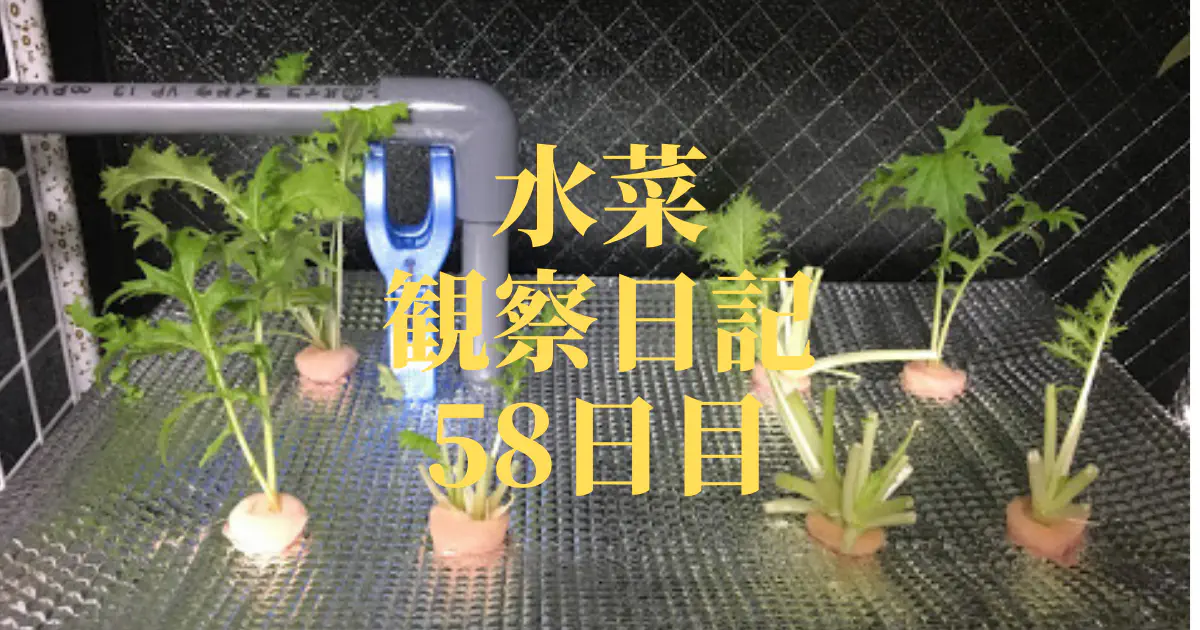 【水耕栽培】ミズナの観察日記(58日目)