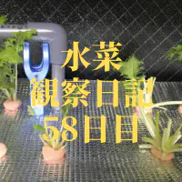 【水耕栽培】ミズナの観察日記(58日目)