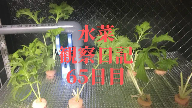 【水耕栽培】ミズナの観察日記(65日目)