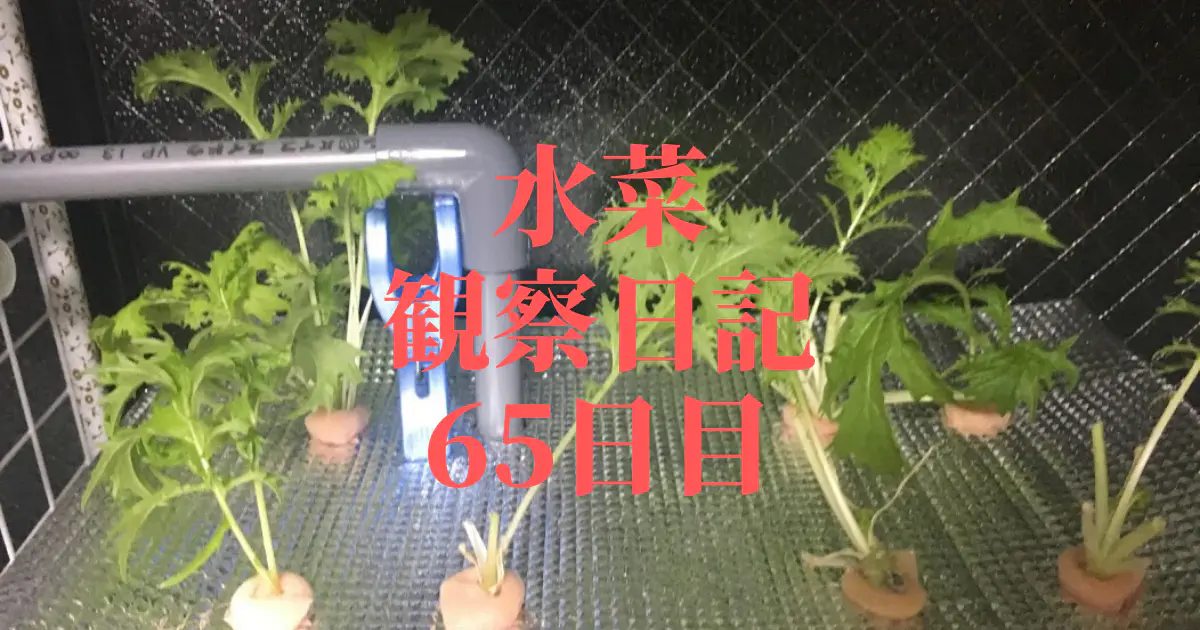 【水耕栽培】ミズナの観察日記(65日目)