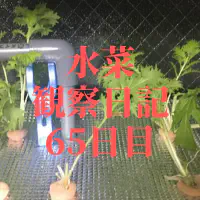 【水耕栽培】ミズナの観察日記(65日目)