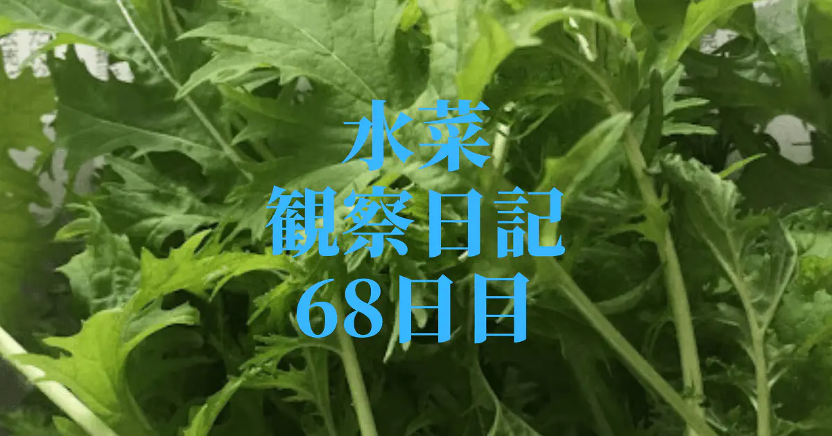【水耕栽培】ミズナの観察日記(68日目)