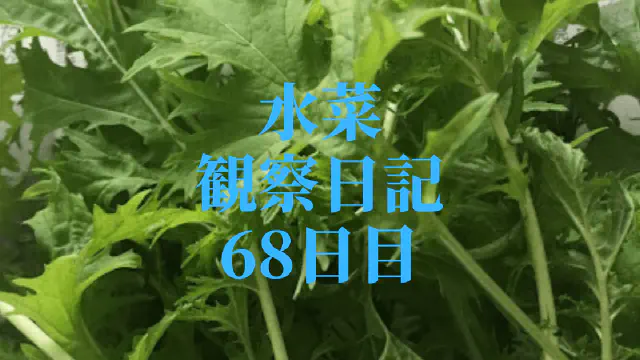 【水耕栽培】ミズナの観察日記(68日目)