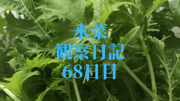 【水耕栽培】ミズナの観察日記(68日目)
